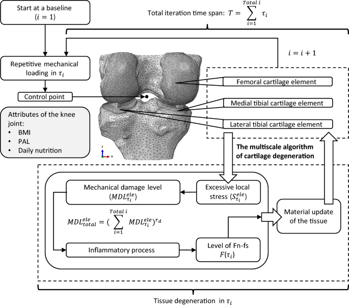 Integrative multi-scale framework of knee joint degeneration coupling repetitive mechanical loading, inflammatory processes, cartilage material updates, and tissue degeneration