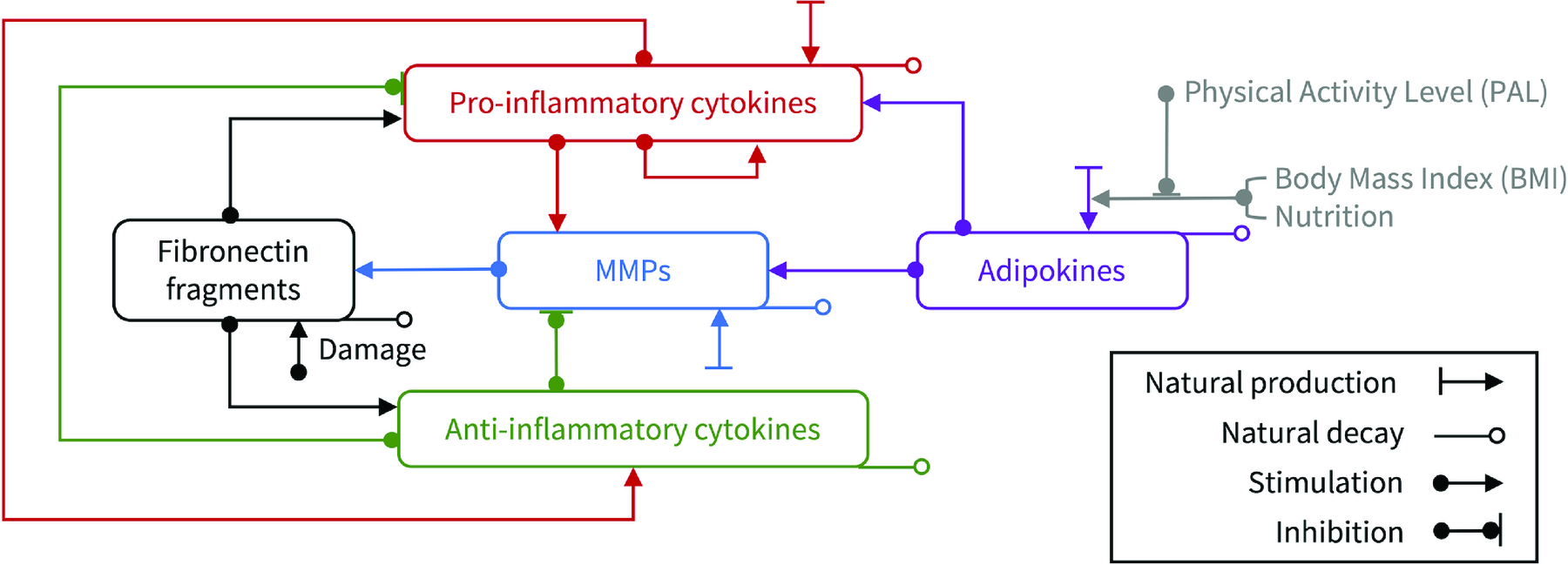 Schematic inflammatory network of cartilage incorporating pro-inflammatory cytokines, anti-inflammatory cytokines, MMPs, fibronectin fragments, and adipokines modulated by BMI and physical activity level